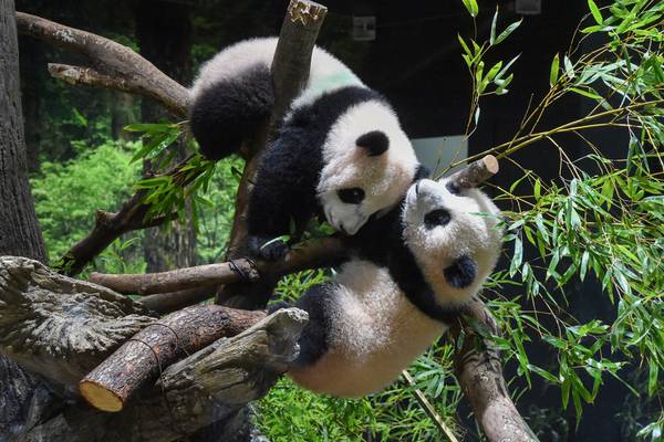 Twin pandas debut at Tokyo zoo