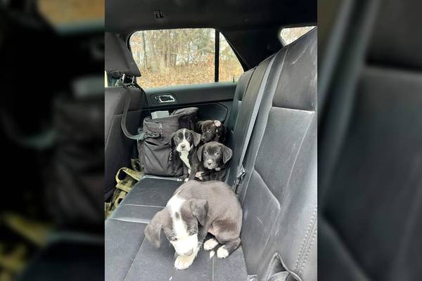 Man accused of dumping puppies along road
