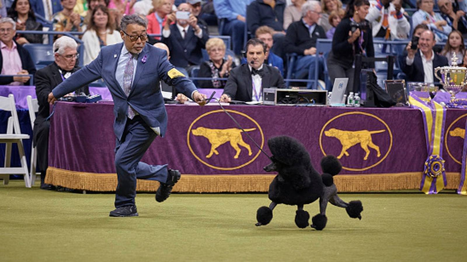 Sage advice Miniature poodle named Best in Show at Westminster Kennel