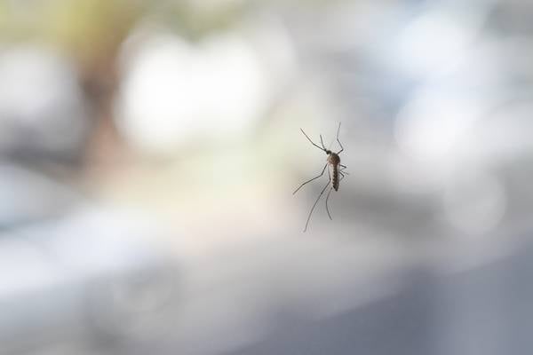 Top foods that ATTRACT mosquitos
