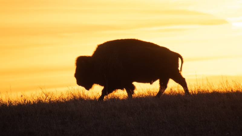 Bison or buffalo silhouetted