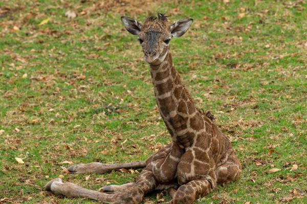 Baby giraffe born at San Diego Zoo Safari Park