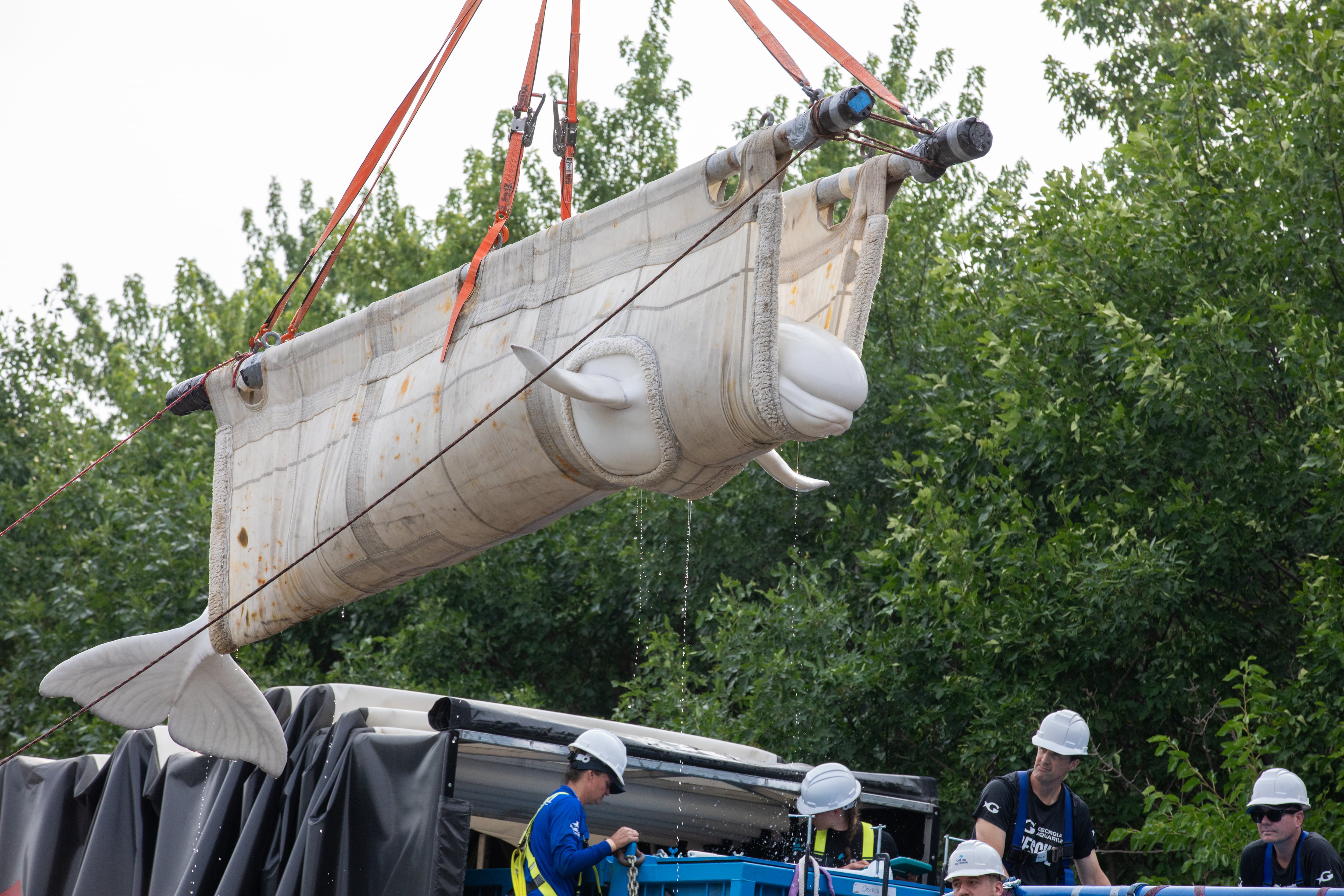 Beluga whale rescue