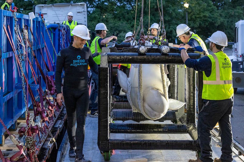 Whale transfer