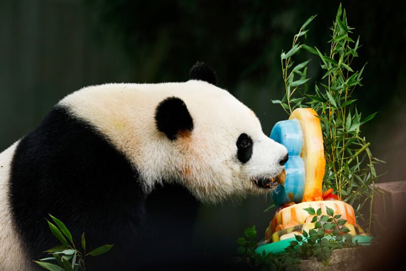 Giant Pandas