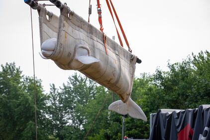 Beluga whale rescue