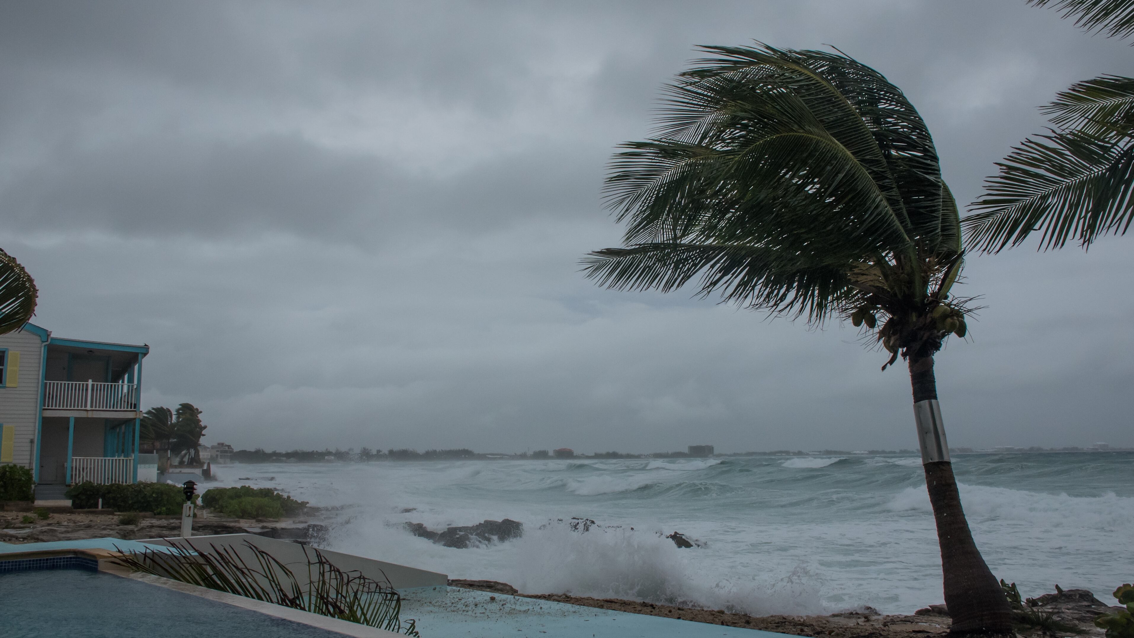 Trees being blown by the wind.
