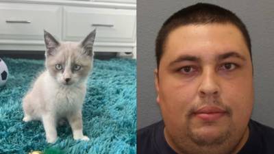 Florida man accused of tossing 2 kittens out of SUV