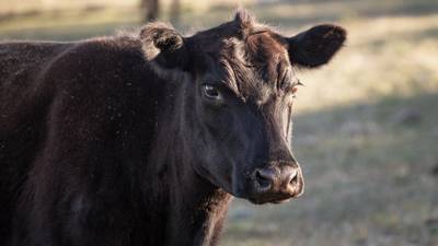 Udderly imaginative: Iowa farm girl writes prom proposal on cow