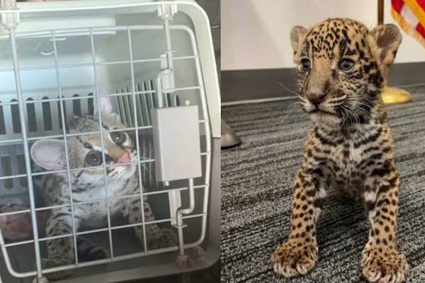 Texas couple accused of attempting to sell jaguar cub