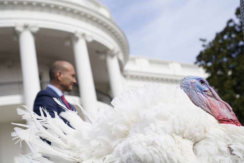 Turkey pardon